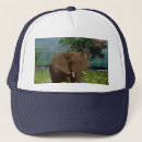 Pesquisar por de elefante bones Animal