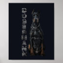 Pesquisar por pinscher pôsteres pósteres Dobermann