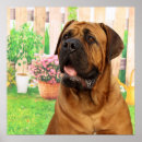 Pesquisar por bordéus pôsteres pósteres Mastiff