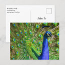 Pesquisar por galinha azul cartoes postais Galo
