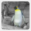 Pesquisar por penguin adesivos Aves