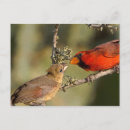 Pesquisar por cardeal norte cartoes postais Vermelho