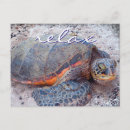 Pesquisar por honu cartoes postais Tartaruga marinha