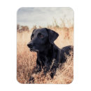 Pesquisar por cão velho imas Fofofo