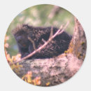 Pesquisar por wildlife adesivos Animal
