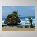 Pesquisar por windswept Natureza