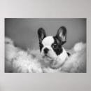 Pesquisar por cachorrinho pósteres Engraçado
