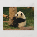 Pesquisar por panda gigante cartoes postais Natureza