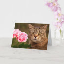 Pesquisar por tigre rosa cartoes postais Qualquer pessoa