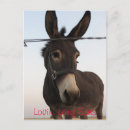 Pesquisar por burro cartoes postais Cinza