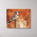 Pesquisar por nerd impressão de canvas Passarinho