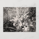 Pesquisar por tigre preto e branco cartoes postais Fotografia