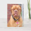 Pesquisar por dogue de bordeaux cartoes French mastiff