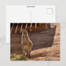 Pesquisar por australian cartoes postais Fofo