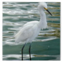 Pesquisar por aves aquáticas azulejos Água