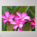 Pesquisar por plumeria pôsteres pósteres Árvore