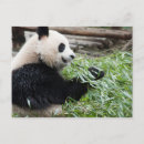 Pesquisar por china panda cartoes postais Natureza