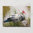 Pesquisar por pato preto cartoes postais Lago
