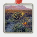 Pesquisar por seco ornamentos Deserto