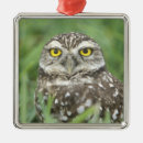 Pesquisar por athena ornamentos Coruja