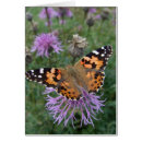 Pesquisar por senhora da borboleta Natureza