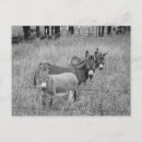 Pesquisar por black and white photography cartoes postais Animals