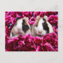 Pesquisar por guinea cartoes postais Cavia