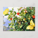 Pesquisar por borboleta tropical cartoes postais Flores