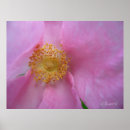 Pesquisar por mergulho pôsteres pósteres Natureza