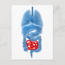 Pesquisar por respiratório sistema cartoes postais Órgão