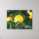Pesquisar por fruta do limão impressão de canvas Para todos