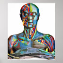 Pesquisar por anatomia muscular pôsteres pósteres Biologia