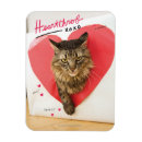 Pesquisar por fluffy cat imas Celebridade