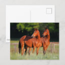 Pesquisar por warmbloods Animal