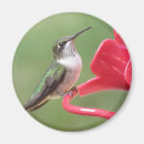 Pesquisar por alimentador imas Natureza