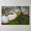 Pesquisar por dois coelhos pôsteres pósteres Animal