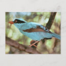 Pesquisar por punhal cartoes postais Aves