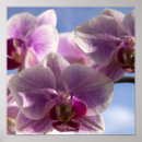 Pesquisar por orquídeas cor de rosa pôsteres pósteres Floral