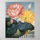 Pesquisar por lotus flower pósteres Flores de lótus