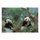 Pesquisar por panda gigante Zoológico