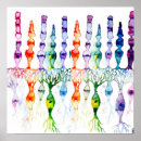 Pesquisar por neurônio pôsteres pósteres Células