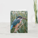 Pesquisar por kingfisher cartoes Laranja