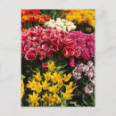 Pesquisar por variedade cartoes postais Flores