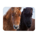 Pesquisar por cavalo islandês cartoes Equus caballus