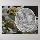 Pesquisar por hydrangea do lacecap Hidrangea