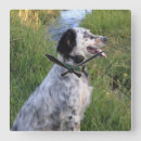 Pesquisar por cães caça pósteres Ponteiro