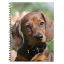 Pesquisar por filhote cachorro do dachshund de cadernos de notas Zwergteckel