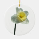 Pesquisar por daffodil ensolarado Flores