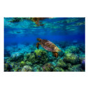 Pesquisar por tropical na pôsteres pósteres Recife de coral