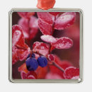 Pesquisar por mirtilos ornamentos Natureza